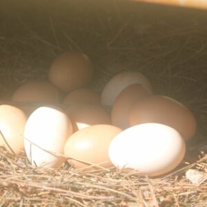 Lamia pellegrino; uova fresche; galline