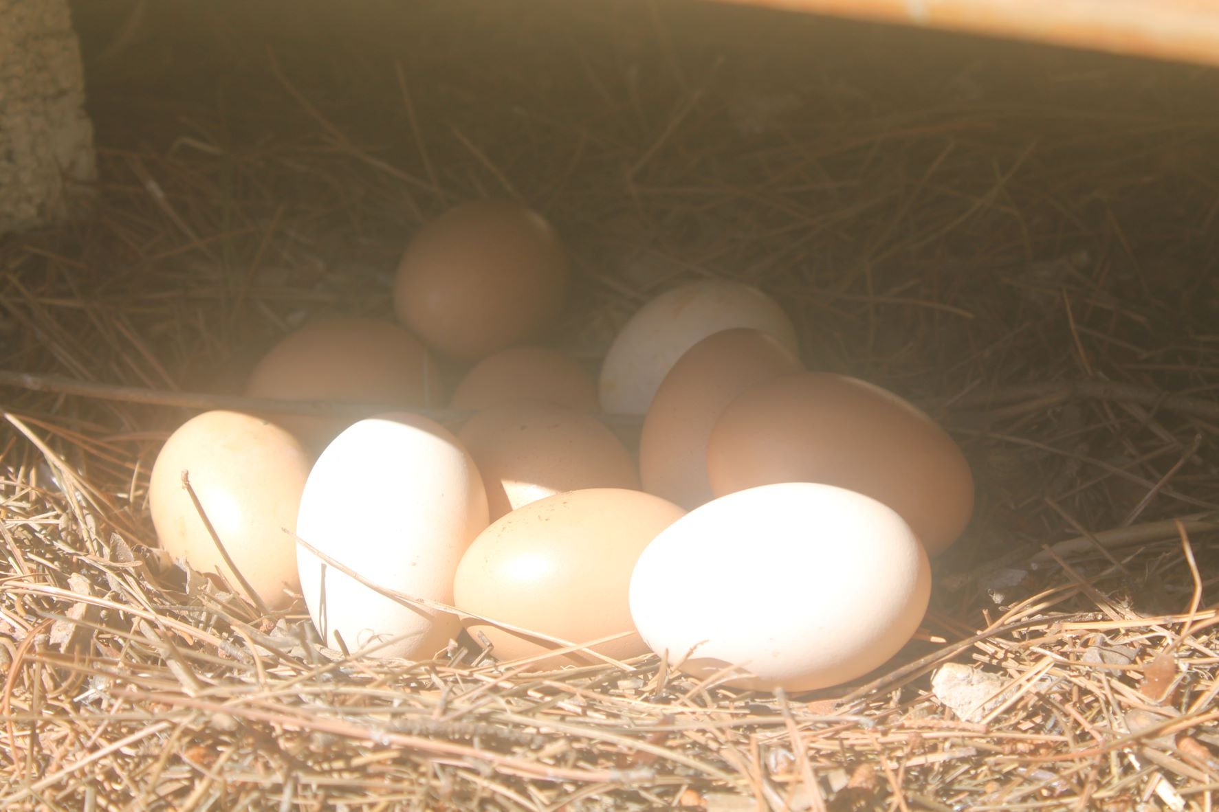 Lamia pellegrino; uova fresche; galline