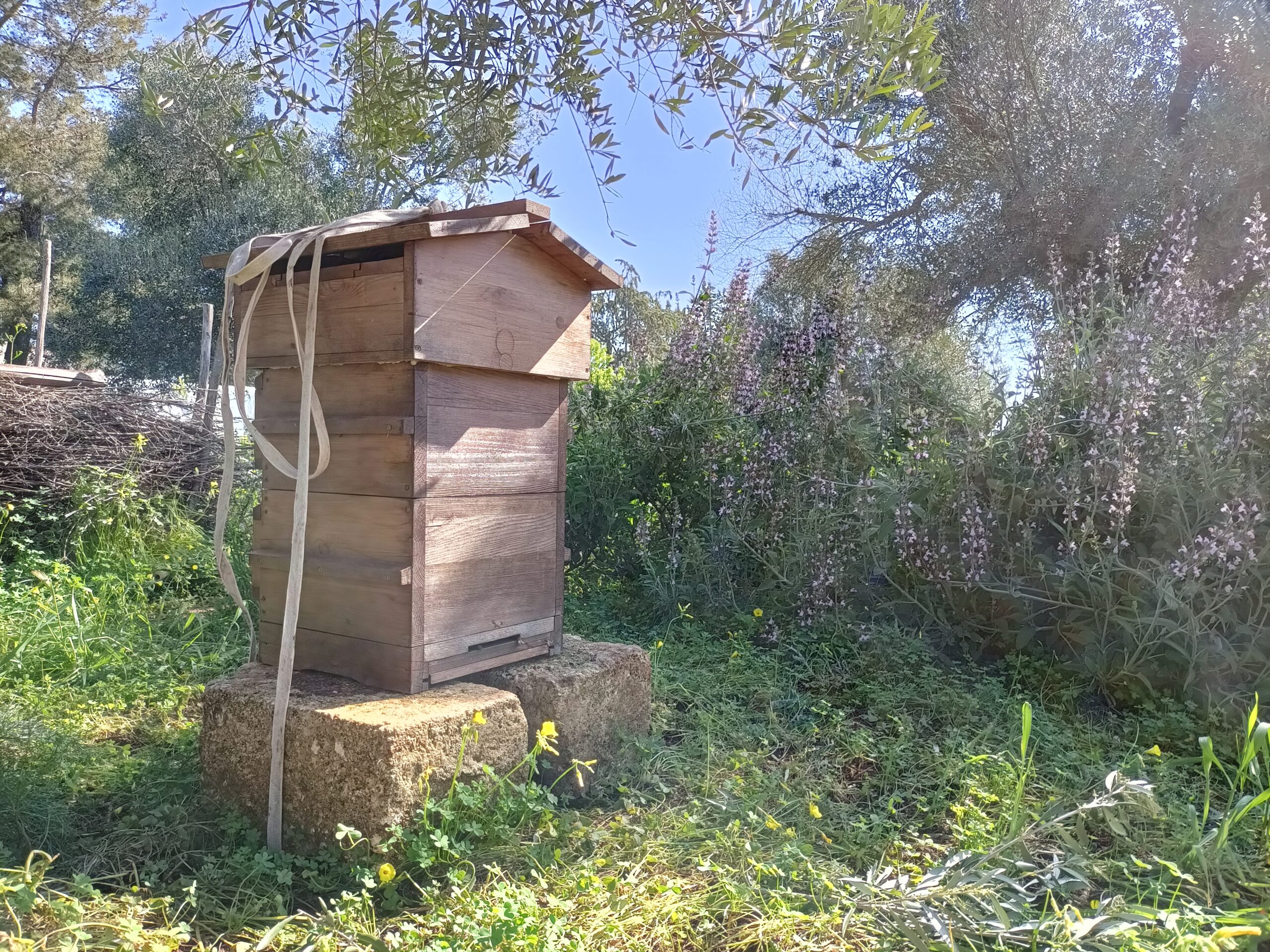 sciame di api