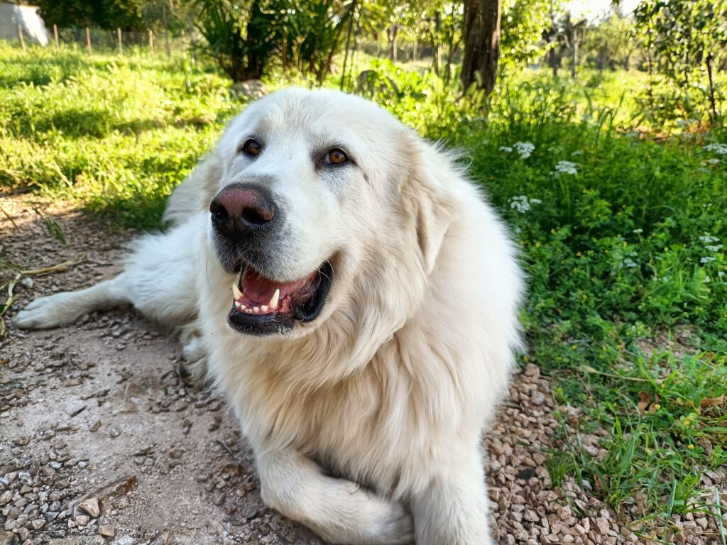 pastore Maremmano Abruzzese