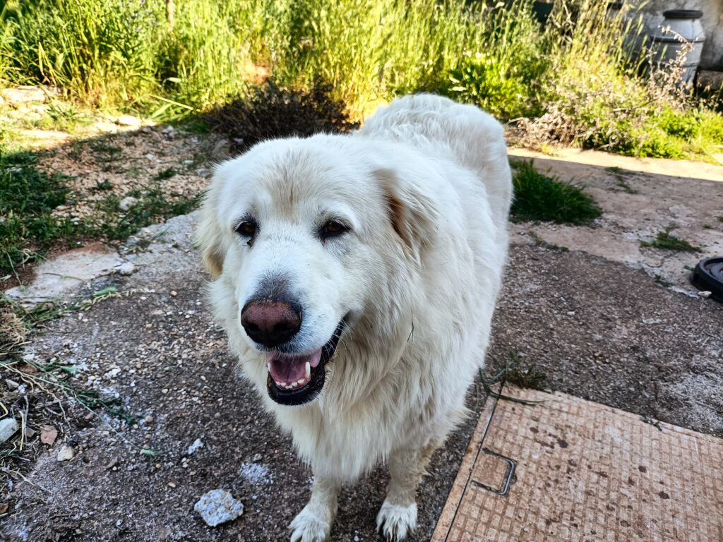 pastore Maremmano Abruzzese