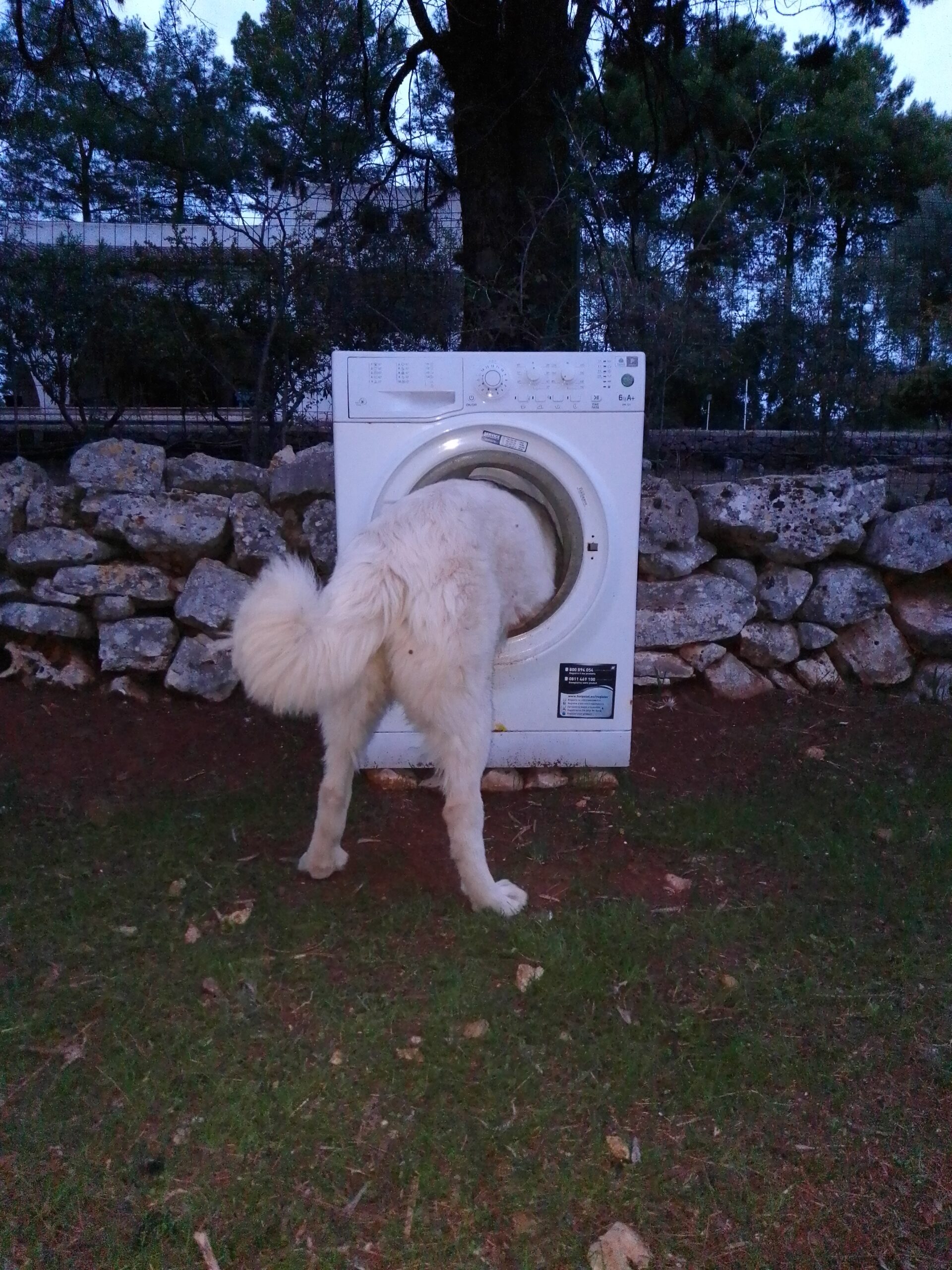 pastore maremmano abruzzese
