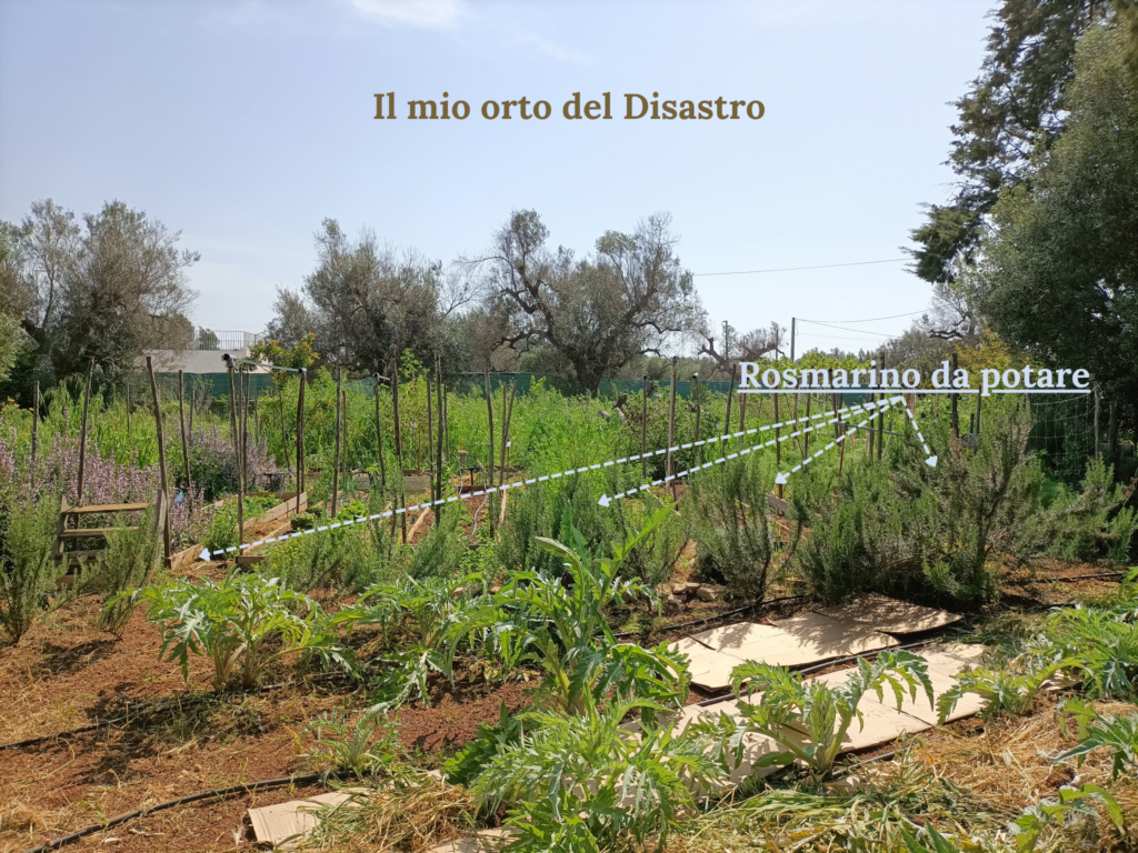 mio orto