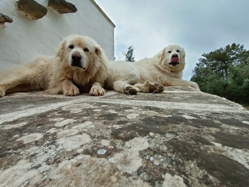 pastore maremmano abruzzese
