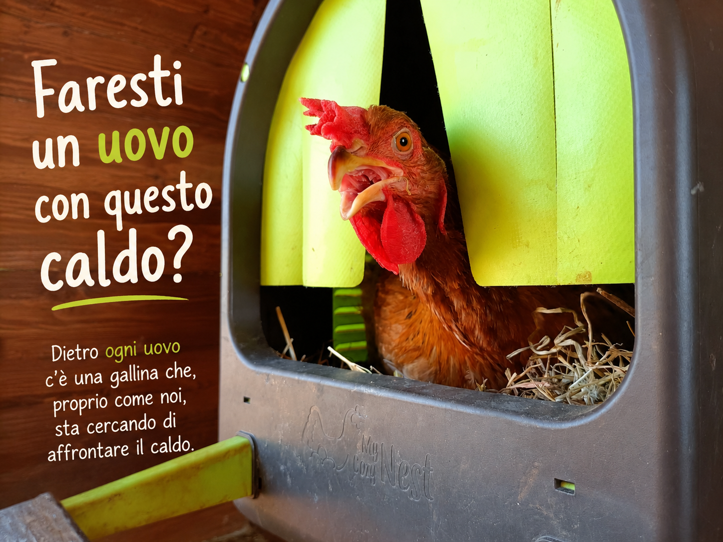 Gallina con il becco aperto durante una giornata molto calda nel pollaio.