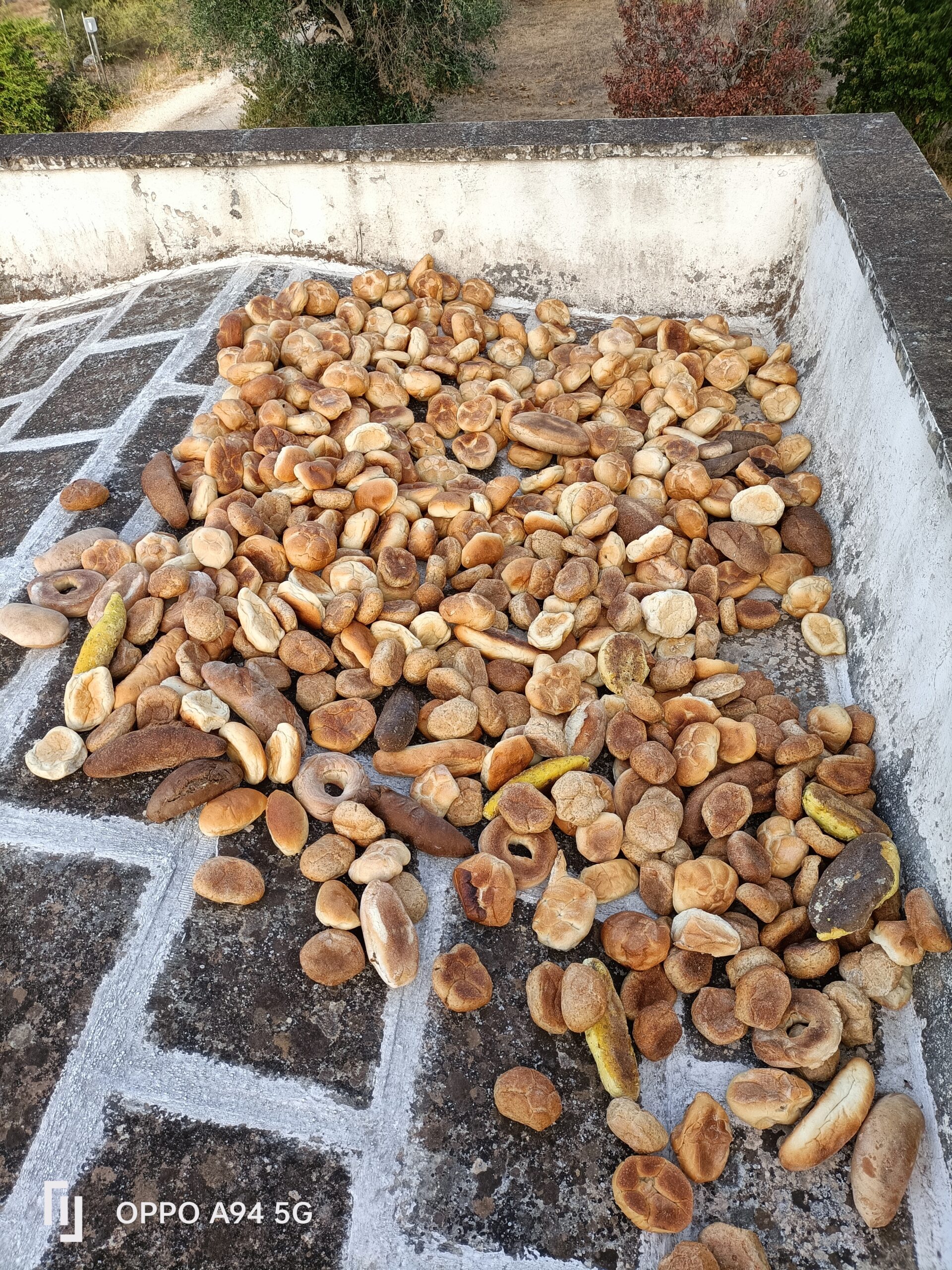 Pane vecchio ricevuto a Lamia Pellegrino e destinato alle galline